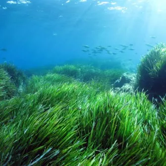 Une image de la plante marine "la posidonie" au milieu de l'océan